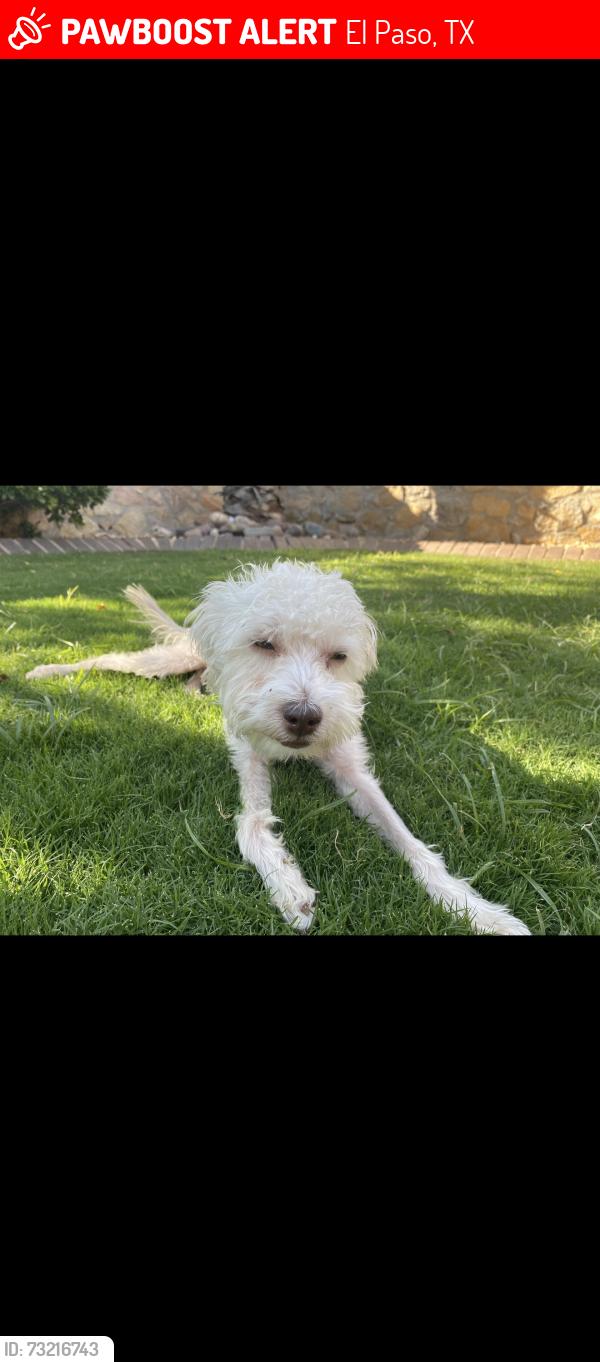 Lost Male Dog last seen Nolan Richardson, El Paso, TX 79936