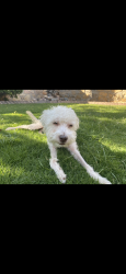 Lost Male Dog last seen Nolan Richardson, El Paso, TX 79936