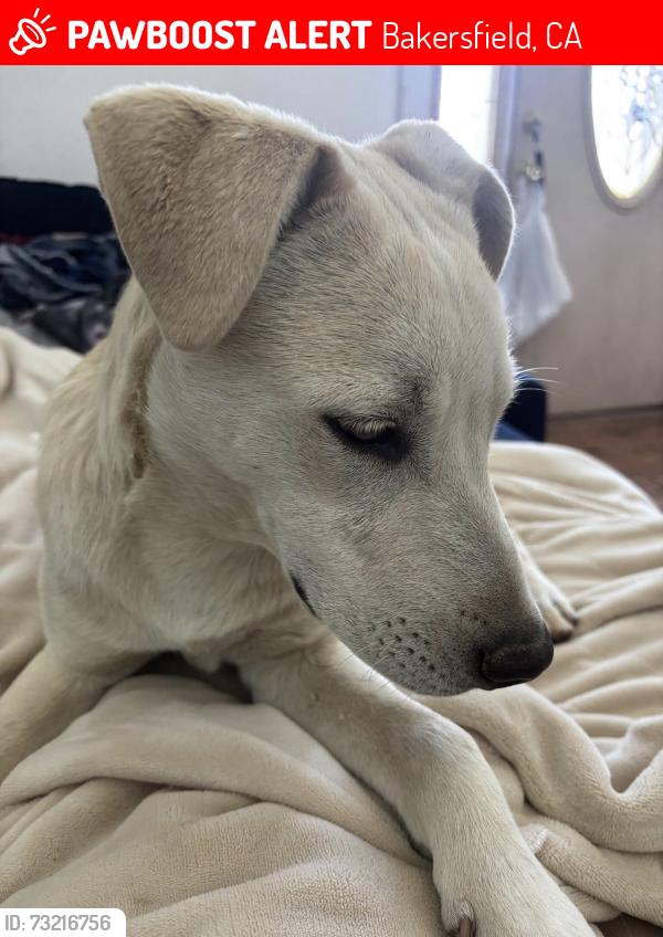 Lost Male Dog last seen White Lane and Gosford, Bakersfield, CA 93309
