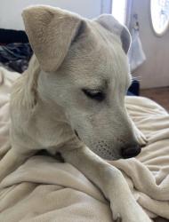 Lost Male Dog last seen White Lane and Gosford, Bakersfield, CA 93309