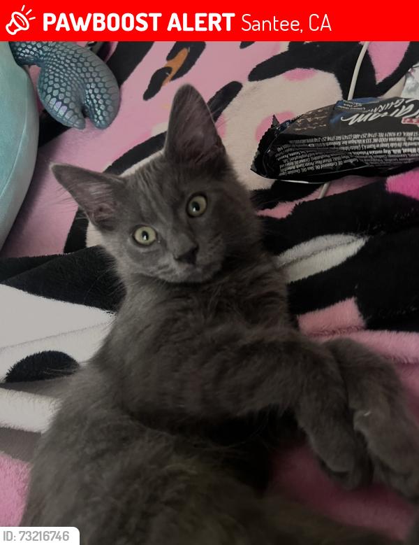 Lost Male Cat last seen Rumson dr and amino dr, Santee, CA 92071