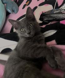 Lost Male Cat last seen Rumson dr and amino dr, Santee, CA 92071
