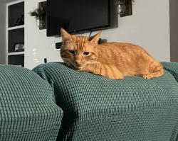 Reunited Male Cat last seen Mcdonough Drive, Gwinnett Village, GA 30093