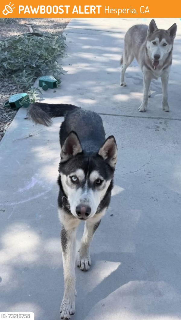 Found/Stray Female Dog last seen Maple Avenue, Hesperia, CA 92345