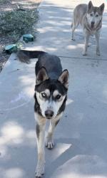 Found/Stray Female Dog last seen Maple Avenue, Hesperia, CA 92345