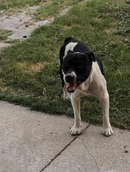 Found/Stray Male Dog last seen Near N, between Southcross and Division, San Antonio, TX 78214