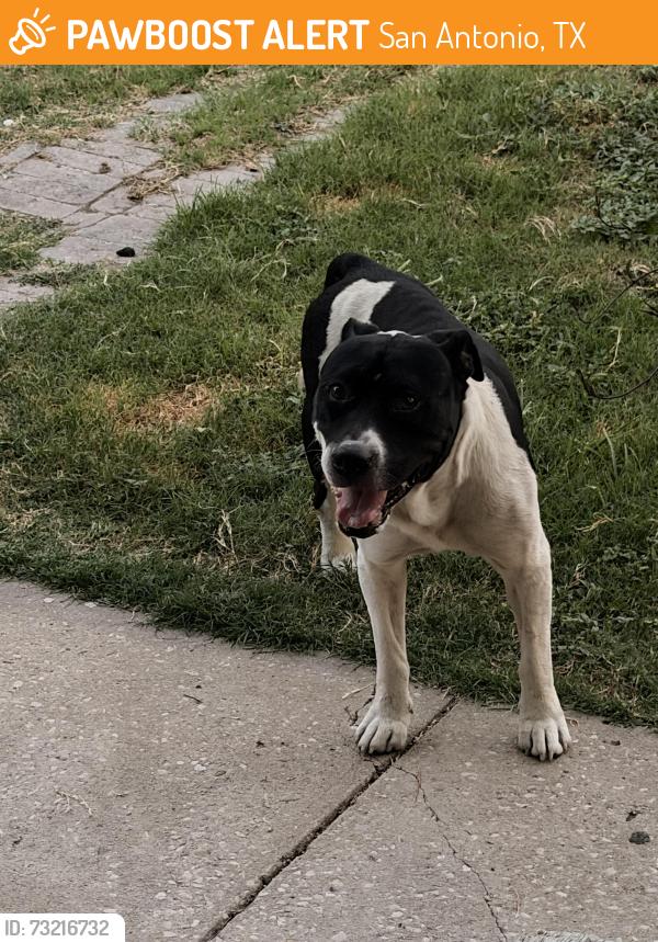 Found/Stray Male Dog last seen Near N, between Southcross and Division, San Antonio, TX 78214