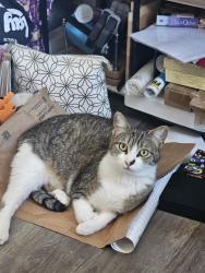 Reunited Female Cat last seen Gogo West 2808 S. Assembly Rd, Spokane, WA 99224