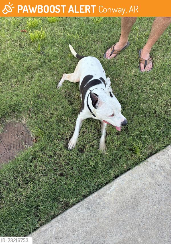 Found/Stray Female Dog last seen Pulaski Dr and Pecan Creek, Conway, AR 72034