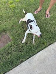 Found/Stray Female Dog last seen Pulaski Dr and Pecan Creek, Conway, AR 72034