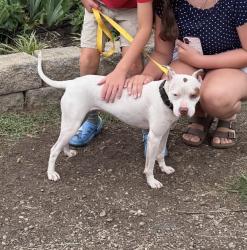 Lost Female Dog last seen I64, Pea Ridge, WV 25705