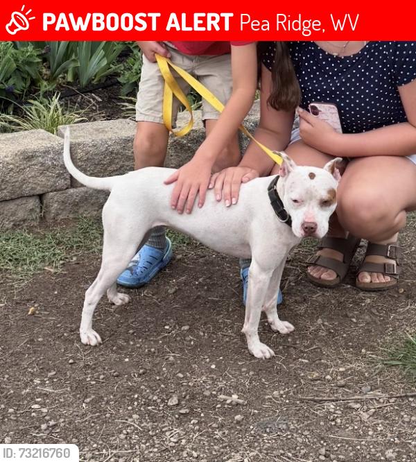 Lost Female Dog last seen I64, Pea Ridge, WV 25705