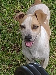 Lost Male Dog last seen Near Southington st, Houston, TX 77033