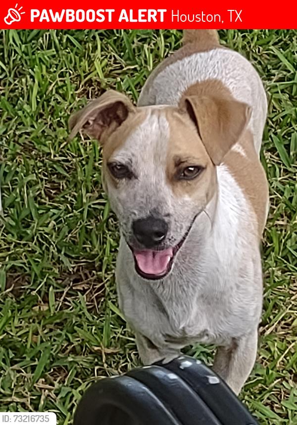 Lost Male Dog last seen Near Southington st, Houston, TX 77033