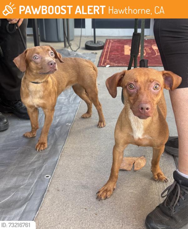 Found/Stray Female Dog last seen Near Kornblum Ave, Hawthorne, CA 90250
