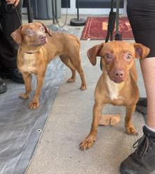 Found/Stray Female Dog last seen Near Kornblum Ave, Hawthorne, CA 90250