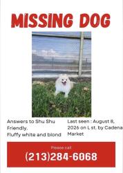 Lost Female Dog last seen L street, San Bernardino, CA 92411