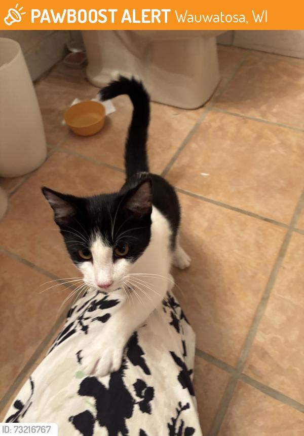 Found/Stray Unknown Cat last seen Mayfair and Courtland Ave, Wauwatosa, WI 53225