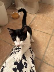 Found/Stray Unknown Cat last seen Mayfair and Courtland Ave, Wauwatosa, WI 53225