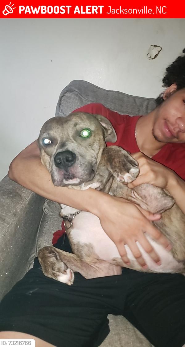 Lost Male Dog last seen Near Dennis rd, Jacksonville, NC 28546