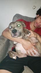 Lost Male Dog last seen Near Dennis rd, Jacksonville, NC 28546