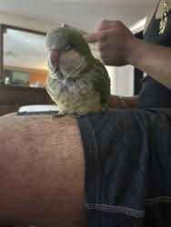 Found/Stray Unknown Bird last seen northlake il, Northlake, IL 60164
