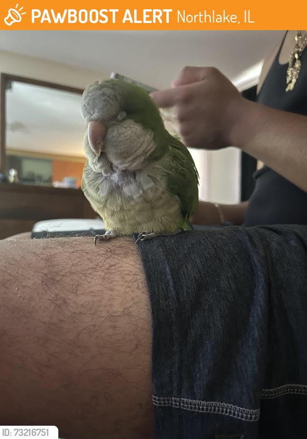 Found/Stray Unknown Bird last seen northlake il, Northlake, IL 60164