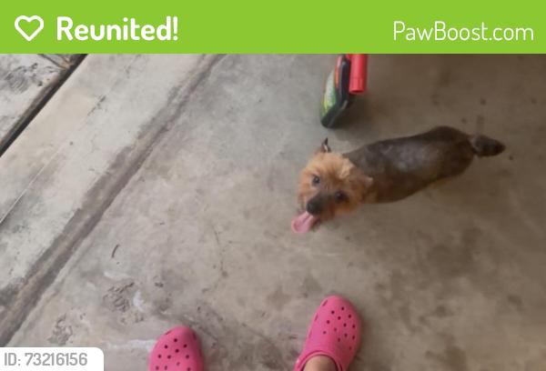 Reunited Female Dog last seen Near La Rte, San Antonio, TX 78263, USA, San Antonio, TX 78263