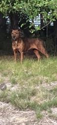 Found/Stray Unknown Dog last seen Mountcastle rd, Chesterfield, VA 23832