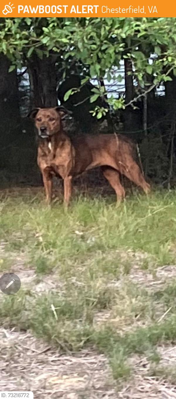 Found/Stray Unknown Dog last seen Mountcastle rd, Chesterfield, VA 23832