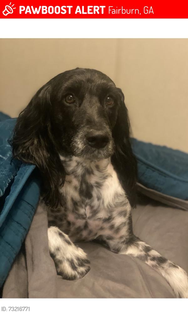 Lost Male Dog last seen Lance Rd, Fairburn, GA 30213