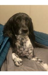 Lost Male Dog last seen Lance Rd, Fairburn, GA 30213