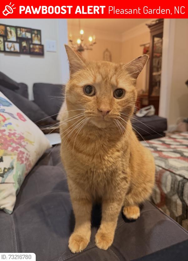 Lost Male Cat last seen Home, Pleasant Garden, NC 27313