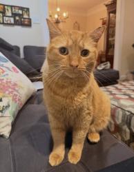 Lost Male Cat last seen Home, Pleasant Garden, NC 27313