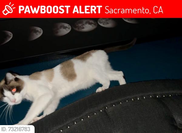 Lost Male Cat last seen Roseville road Tupelo drive, Sacramento, CA 95842