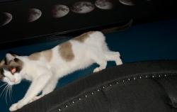 Lost Male Cat last seen Roseville road Tupelo drive, Sacramento, CA 95842