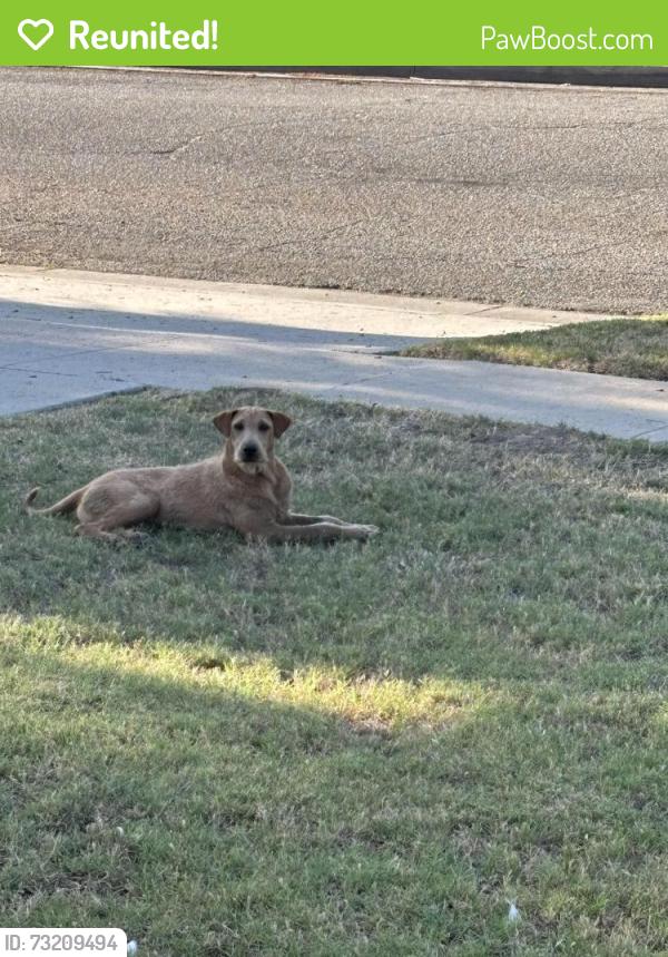 Reunited Male Dog last seen Mayfield Ave near Hillside School, San Bernardino, CA 92407