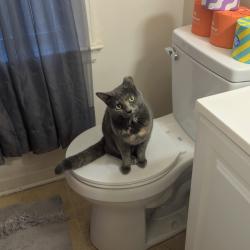 Lost Female Cat last seen Hoyt Street, Buffalo, NY 14213