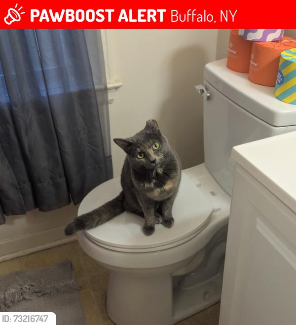 Lost Female Cat last seen Hoyt Street, Buffalo, NY 14213