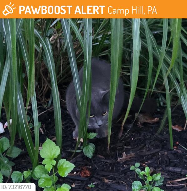 Found/Stray Unknown Cat last seen Colgate Drive, Cedar Cliff Manor, Camp Hill, PA 17011