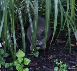 Found/Stray Unknown Cat last seen Colgate Drive, Cedar Cliff Manor, Camp Hill, PA 17011