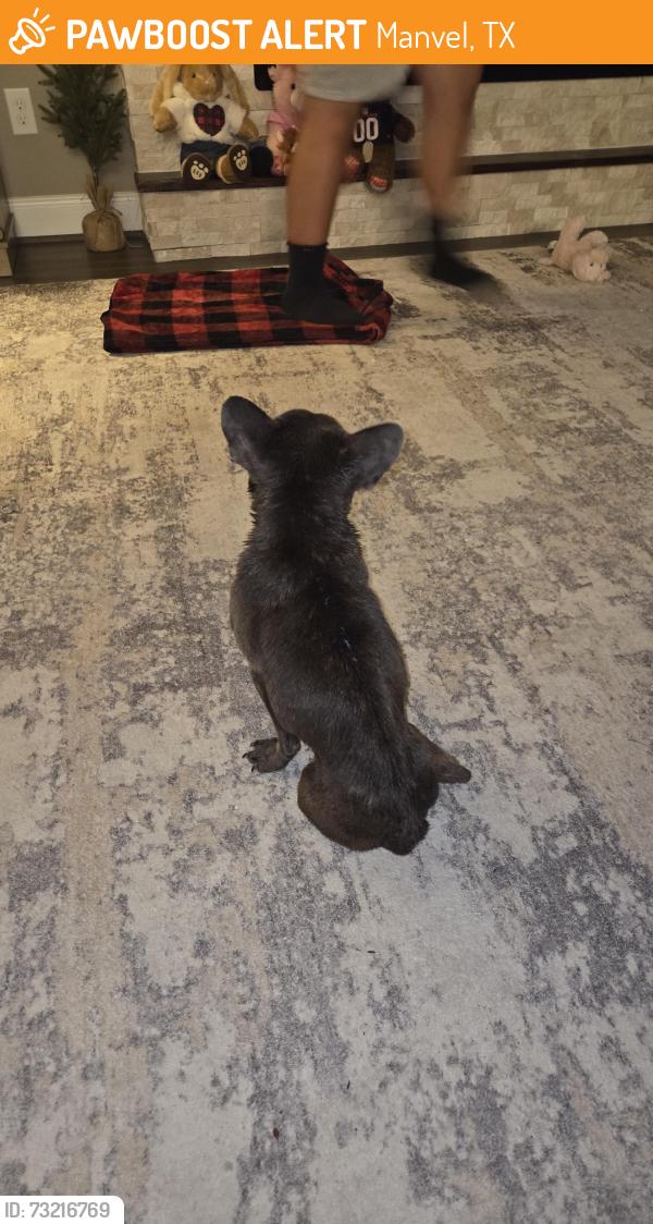 Found/Stray Female Dog last seen Belcher, Manvel, TX 77578
