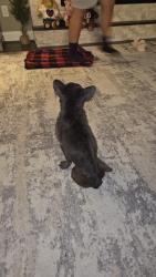 Found/Stray Female Dog last seen Belcher, Manvel, TX 77578