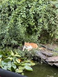 Lost Male Cat last seen Bridle way, Wernersville, PA 19565