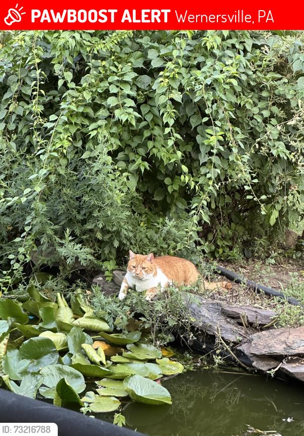 Lost Male Cat last seen Bridle way, Wernersville, PA 19565