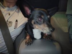 Found/Stray Male Dog last seen Pee Dee Rd, Southern Pines, NC 28387