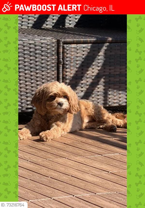 Lost Female Dog last seen Ehrler (William) Park, Chicago, IL 60647
