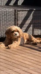 Lost Female Dog last seen Ehrler (William) Park, Chicago, IL 60647