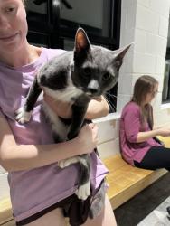 Found/Stray Male Cat last seen Madison Ave and Green Valley, Greensboro, NC 27403