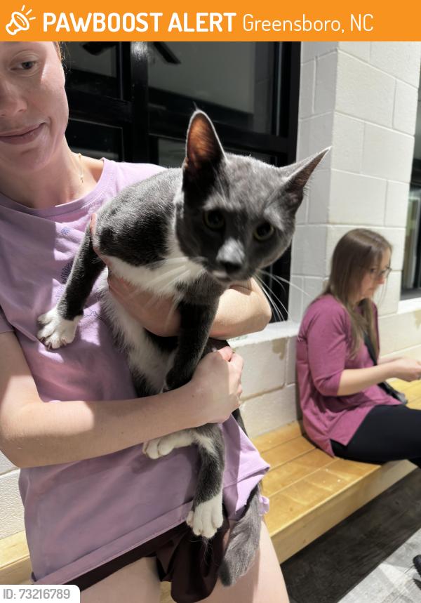 Found/Stray Male Cat last seen Madison Ave and Green Valley, Greensboro, NC 27403